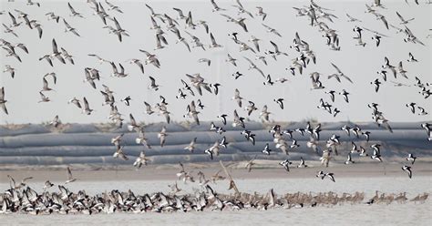 Bird Migration Is Affected by Climate Change — Here’s How