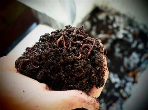 How to Make a Worm Pile for Organic Compost - HubPages