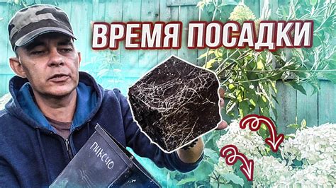 ЛУЧШЕЕ ВРЕМЯ ДЛЯ ПОСАДКИ МЕТЕЛЬЧАТОЙ ГОРТЕНЗИИ НА ПОСТОЯННОЕ МЕСТО ...