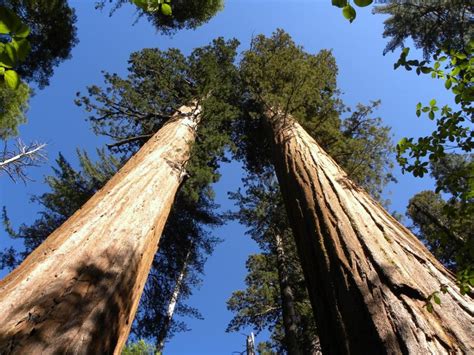 Best Hikes in Stanislaus National Forest (CA) - Trailhead Traveler