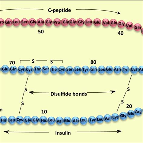 8 Covalent Structure Of Human Proinsulin Post Translational Cleavage