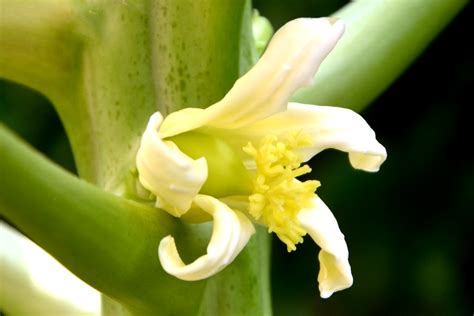 My little vegetable garden: Papaya flower, will it turn to fruit?