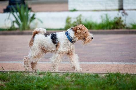 Fox Terrier - Welcome to Dog Breeder