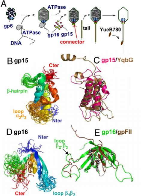 Structure Of Bacteriophage Spp Head Completion Proteins A