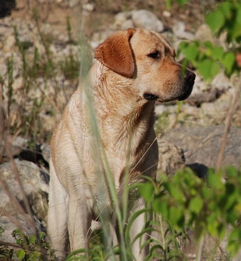 Buddy the Yellow Lab at 3 | Buddy the Yellow Lab has really … | Flickr