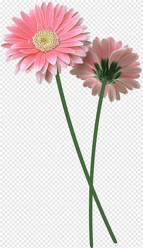 Flowers Two Pink Flowers Illustration Png Pngegg