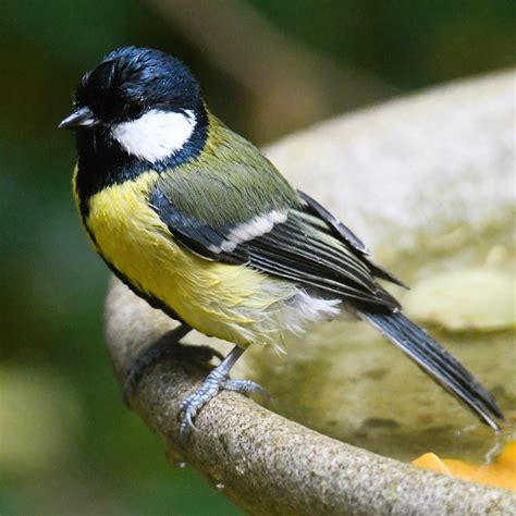 Kohlmeise Kohlmeise Parus Major C Rolf Jantz Naturgucker De