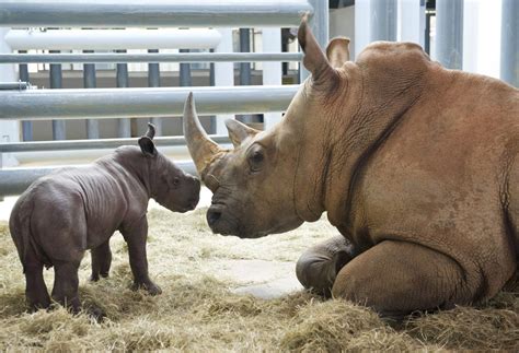 White Rhino Born At Disney S Animal Kingdom At Walt Disney World