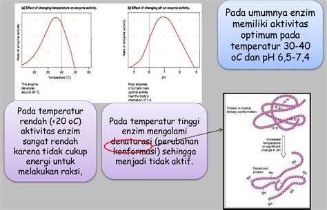 BIOLOGI GONZAGA: ENZIM METABOLISME