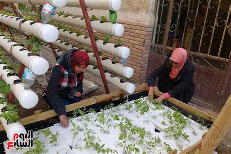 صور تعرف على كيفية تنفيذ تجربة الزراعة بدون تربة على أسطح المنازل