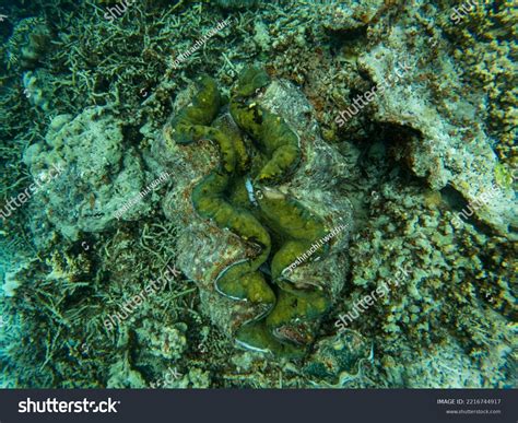 5684 Clams Large Images Stock Photos And Vectors Shutterstock