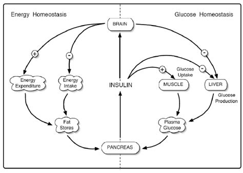 Homeostasis Model