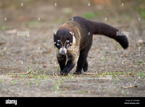 Coati De Nariz Blanca Nasua Narica Conocida Como El Coatimundi