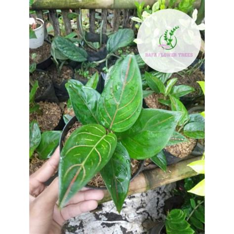 Jual Tanaman Hias Aglonema Rotundum Tiger Rotundum Hijau Shopee