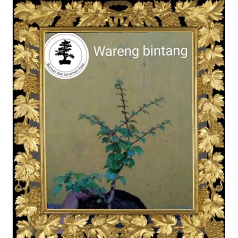 Jual Cod Bibit Bonsai Bahan Bonsai Wareng Bintang Gmelina Elliptica