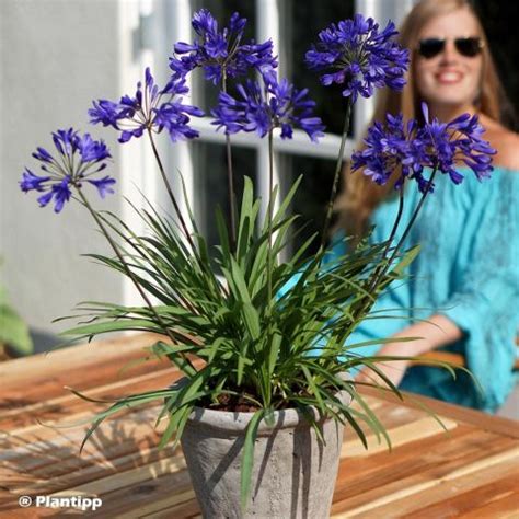 Agapanthus Brilliant Blue Hardy Agapanthus Compact With Dark Blue