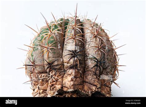 Cactus Disease Dry Root Rot Caused By Fungi Severe Damage Fungi