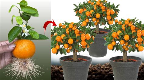 New Idea Growing Oranges With Aloe Vera And Eggs How To Grafting