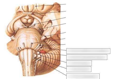 Les Nerfs Craniens Partie Diagram Quizlet