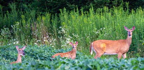 Fish & Wildlife: Maine Dept of Inland Fisheries and Wildlife