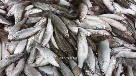 Amazing Village Fish Market In West Bengal All Fresh Country Fishes