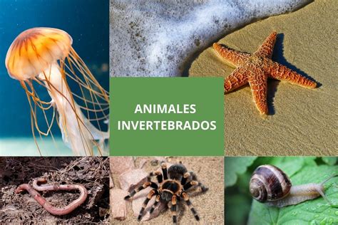 35 Animales Invertebrados Ejemplos Y Caracteristicas Con Fotos – Themeloader