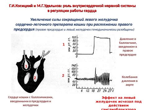 Метасимпатическая нервная система строение медиаторы роль