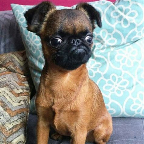 A Small Brown Dog Sitting On Top Of A Couch Next To A Blue And White Pillow