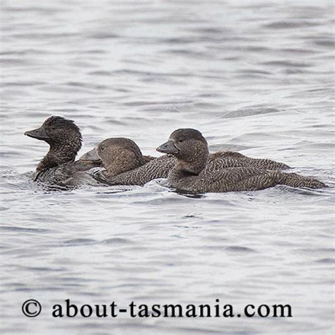 Musk Duck | About Tasmania