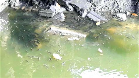 Populasi Ikan Nila Di Sungai YouTube