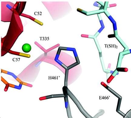 Overall View Of The Catalytic Cleft Of Trypanothione Reductase TR