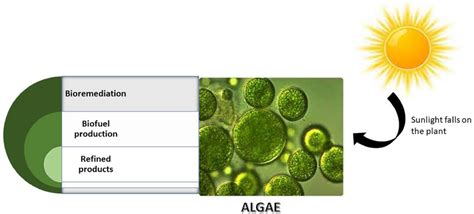 Cultivation of algae for biofuel production | Download Scientific Diagram