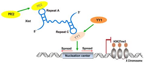 Ijms Free Full Text Understanding The Functions Of Long Non Coding