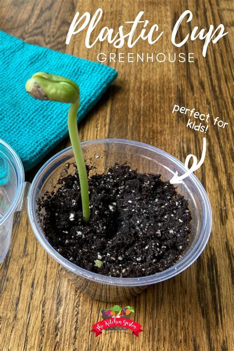 Diy Plastic Cup Greenhouse Diy Mini Greenhouse Planting For Kids