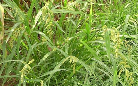 Grass Plants That Look Like Wheat Easy Gardens Life