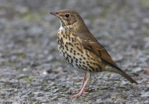 Певчий дрозд (Turdus philomelos)