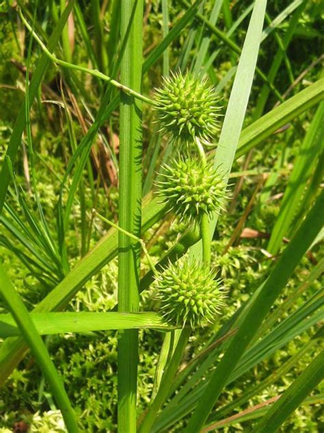 Eastern Bur Reed Seed Sparganium Americanum Seed