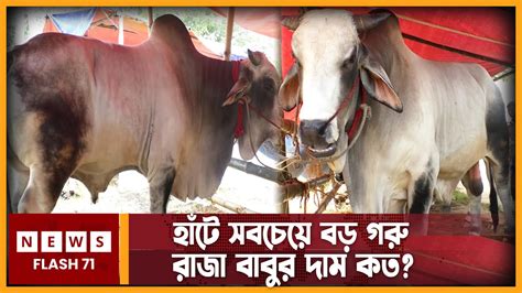 হাঁটে সবচেয়ে বড় গরু রাজা বাবুর দাম কত Cow Haat Newsflash71 Youtube