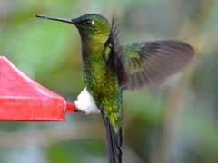 キツツキの探鳥記