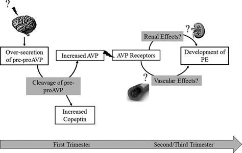 Copeptin Hypertension