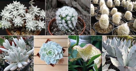 36 Wonderful White Succulents - Sublime Succulents