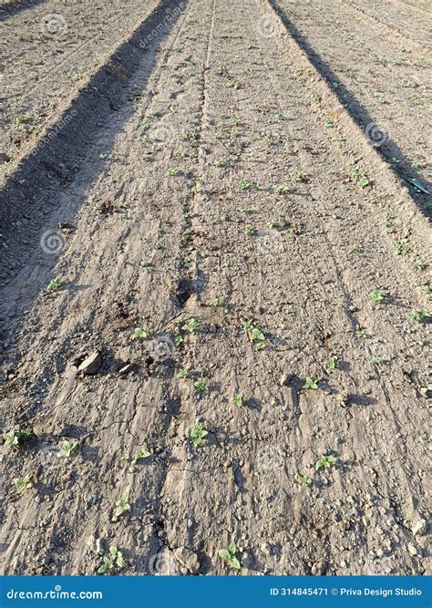 Sesame Seed Farm Sesamum Crops Growing In Green Farmland Till