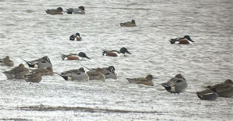 Sightings Archive - Birds of Poole Harbour