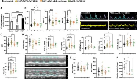 Mouse Model Of Heart Failure With Preserved Ejection Fraction Driven By