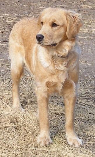 Miniature Golden Retriever Dog Breed Information And Pictures