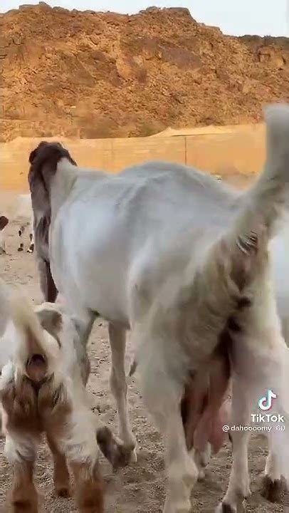كل مايخص الماعز الحجازي او البكري قريبا راح نسويلكم يوميات على كيفية