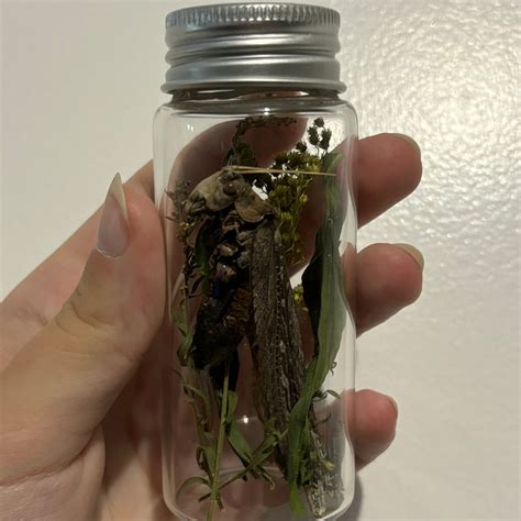 Massive Grasshopper In Jar Lichen Shrines