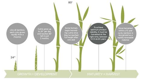 bamboo-growth-chart – Tesoro Woods