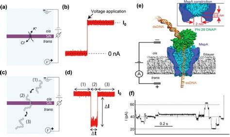 Working Principle Of Nanopore Sensing A B Diagram Of Nanopore Setup