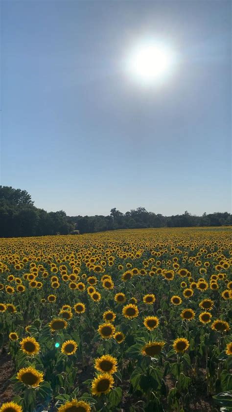 The Sunflower Is The National Flower Of Ukraine Summer Plants